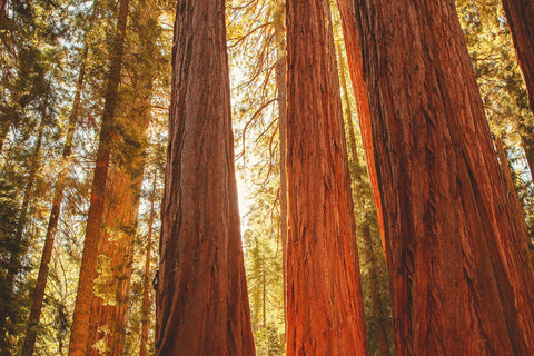 Sequoia Collection